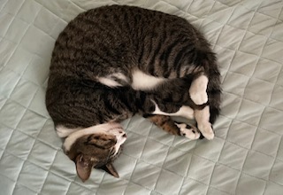 布団で寝る猫
