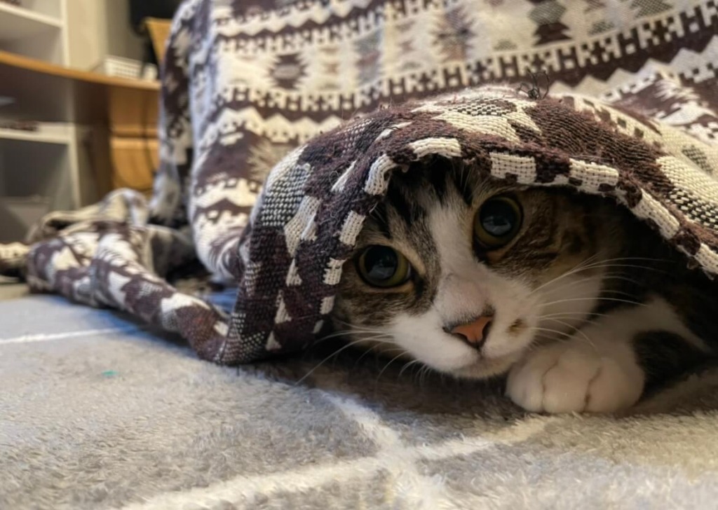 布から覗く猫
