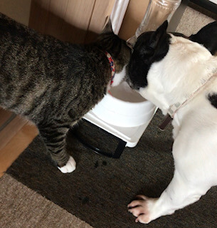一緒に水を飲む犬と猫