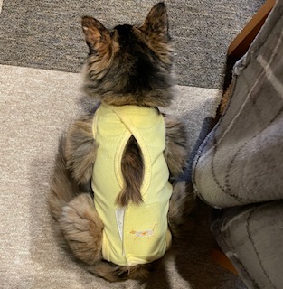 エリザベスウェアを着た猫